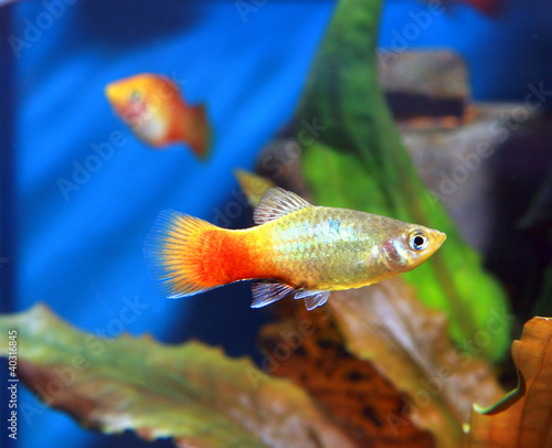 platy dans aquarium