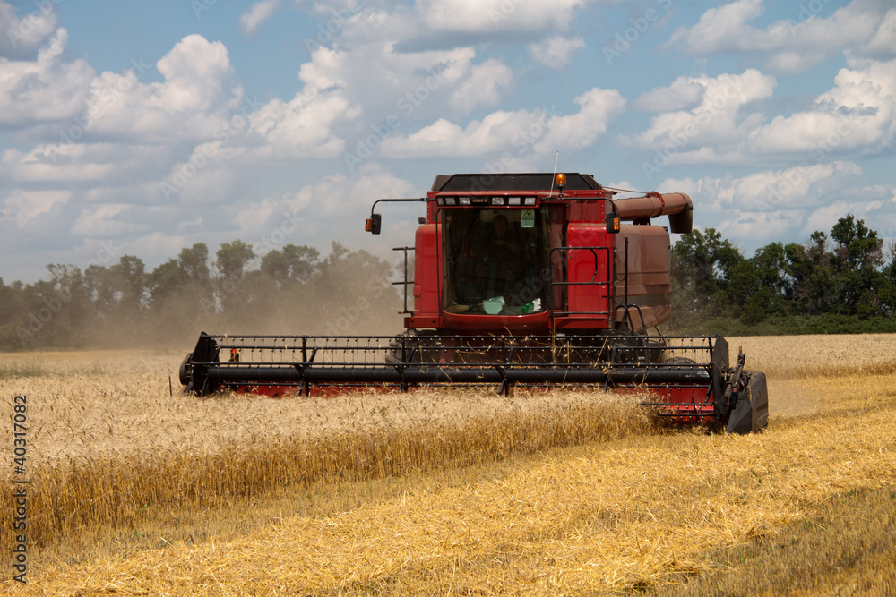 Obraz premium Combine harvests wheat on a field in sunny summer day