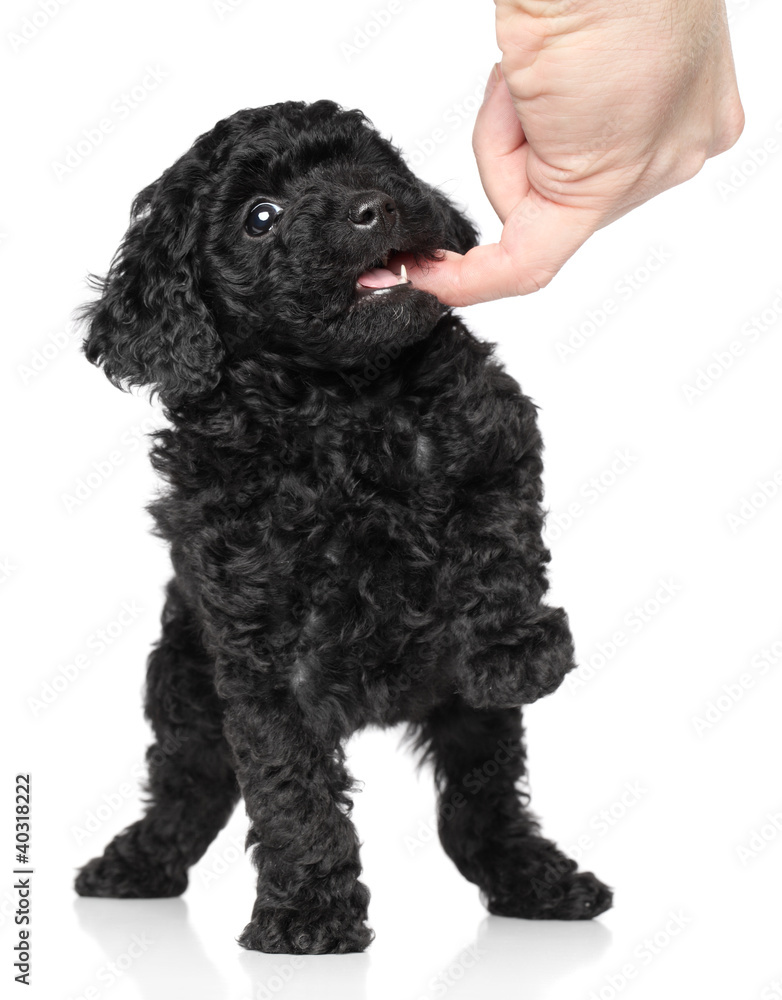 Toy Poodle Puppy over white background