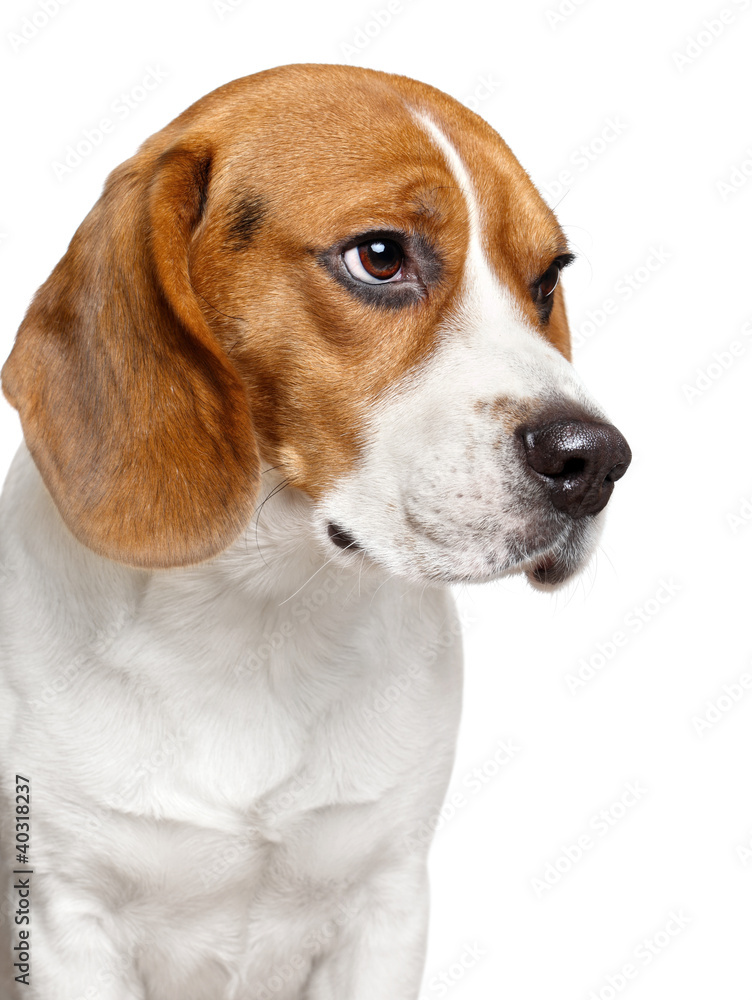 Beagle dog. Close-up portrait