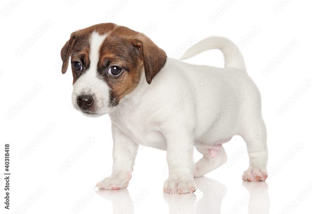 Jack Russell Terrier puppy 1 month old