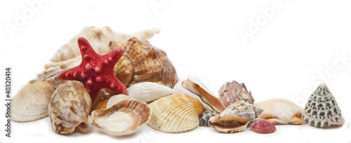 Obraz na plátně shells on a white background