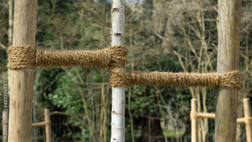 Fototapeta premium Pfahlsicherung einer jungen Birke