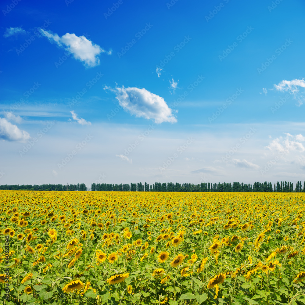 sunflowers on field under cloudy sky sunflowers on field under cloudy sky