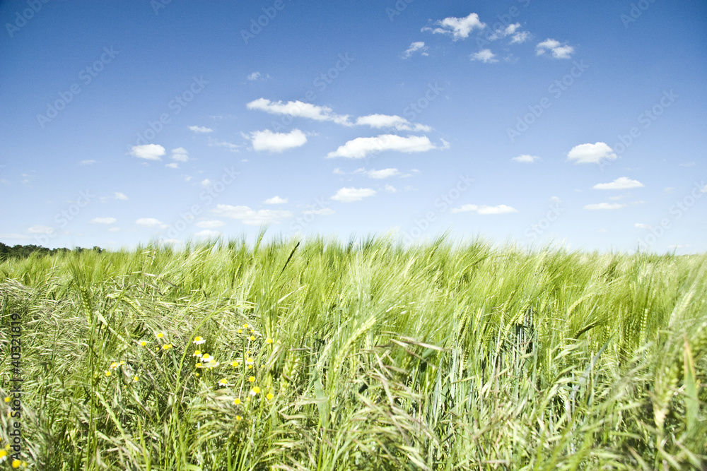 Summer Colorful Wheat Field Summer Colorful Wheat Field
