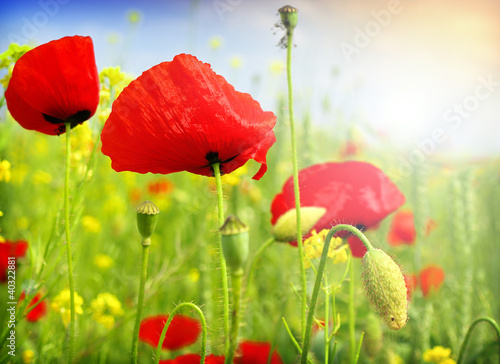 poppy and wild flowers