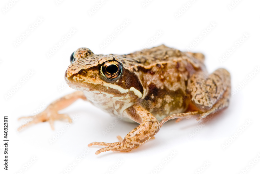 Obraz premium Rana temporaria. Small Grass frog on white background.