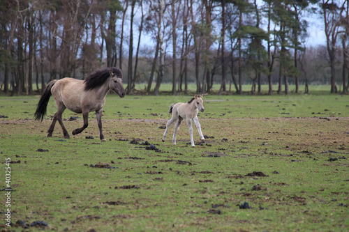 Fototapeta Naklejka Na Ścianę i Meble -  Wildpferde