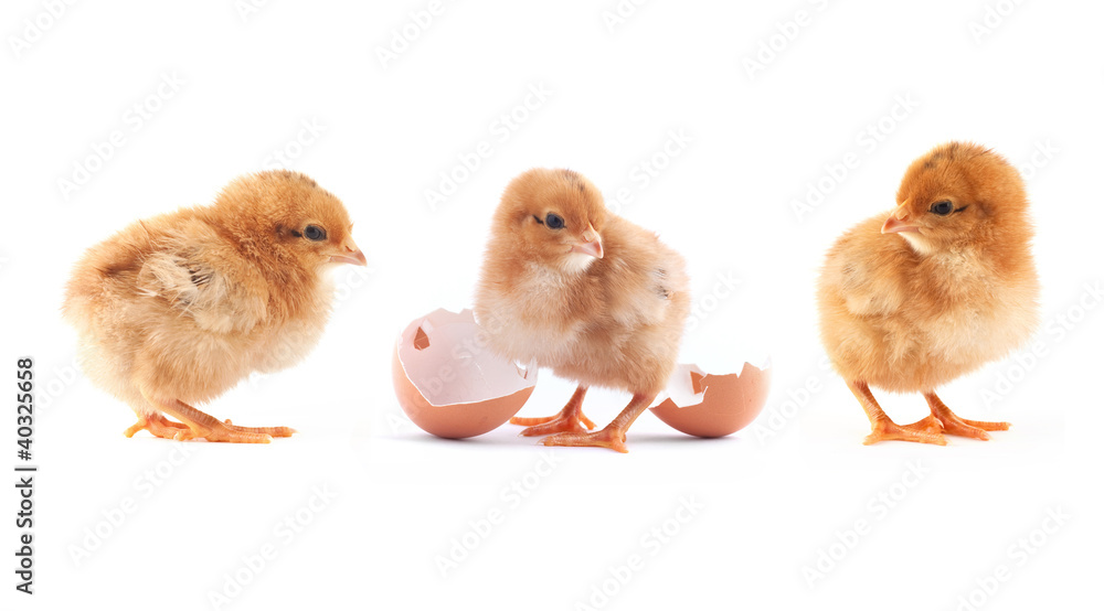 Fototapeta premium The yellow small chick