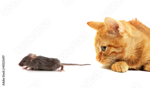 Fototapeta Naklejka Na Ścianę i Meble -  Mouse and cat