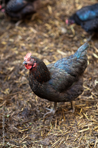 Closeup of a hen in a farmyard (Gallus gallus domesticus)