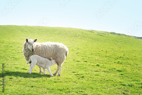 Ewe feeding her lamb