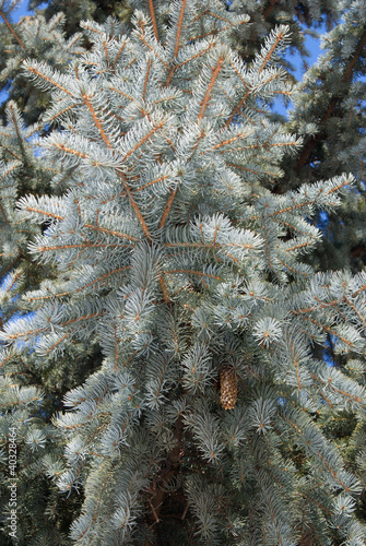 Big Green fir-tree branch in forest close up