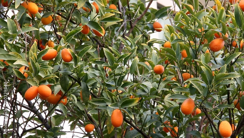 Small exotic orange Kinkan, or Kumquat (Fortunella Swing) Small exotic orange Kinkan, or Kumquat (Fortunella Swing)