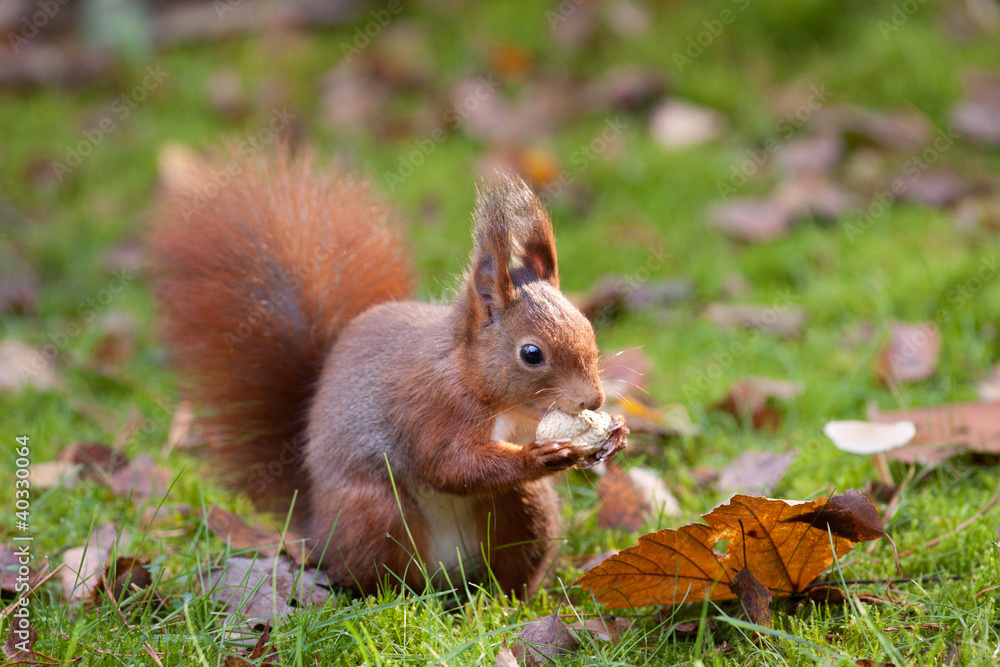 Red squirrel eating a peanut Red squirrel eating a peanut