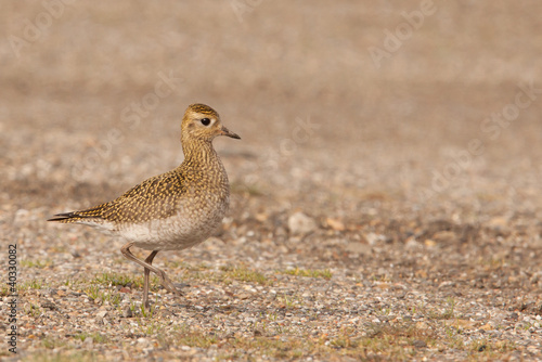 Golden Plover (Pluvialis apricaria) walking