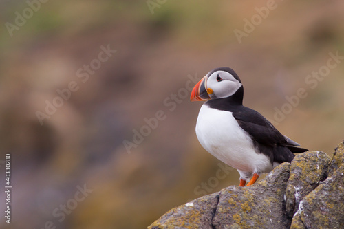 Puffin ( Fratercula arctica ) standing on a rock