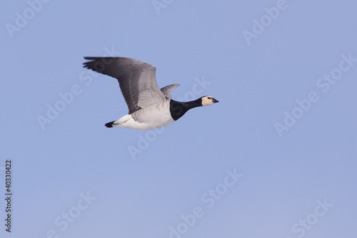 Barnacle Goose in flight