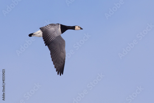 Barnacle Goose in flight © ijdema