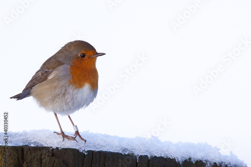 Fotografie, Obraz Robin (Erithacus Rubecula) in snow