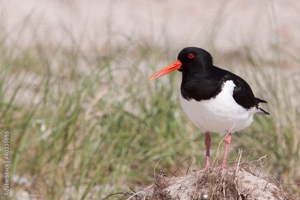 Oystercatcher in a field Oystercatcher in a field
