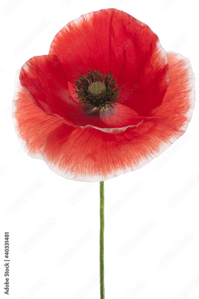 Naklejka premium MAK