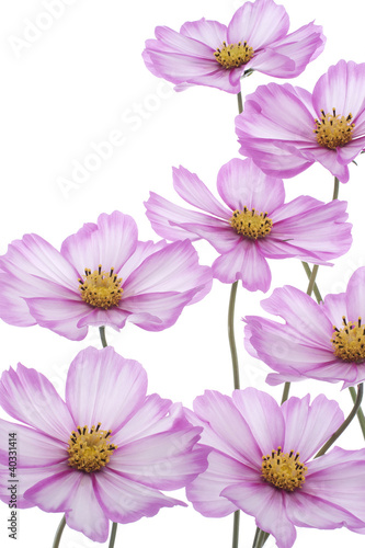 Foto cosmos