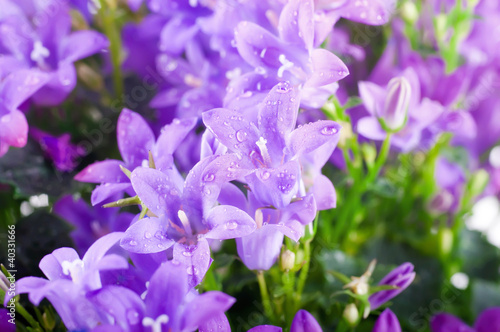 Flowers on a white background, dark blue hand bells