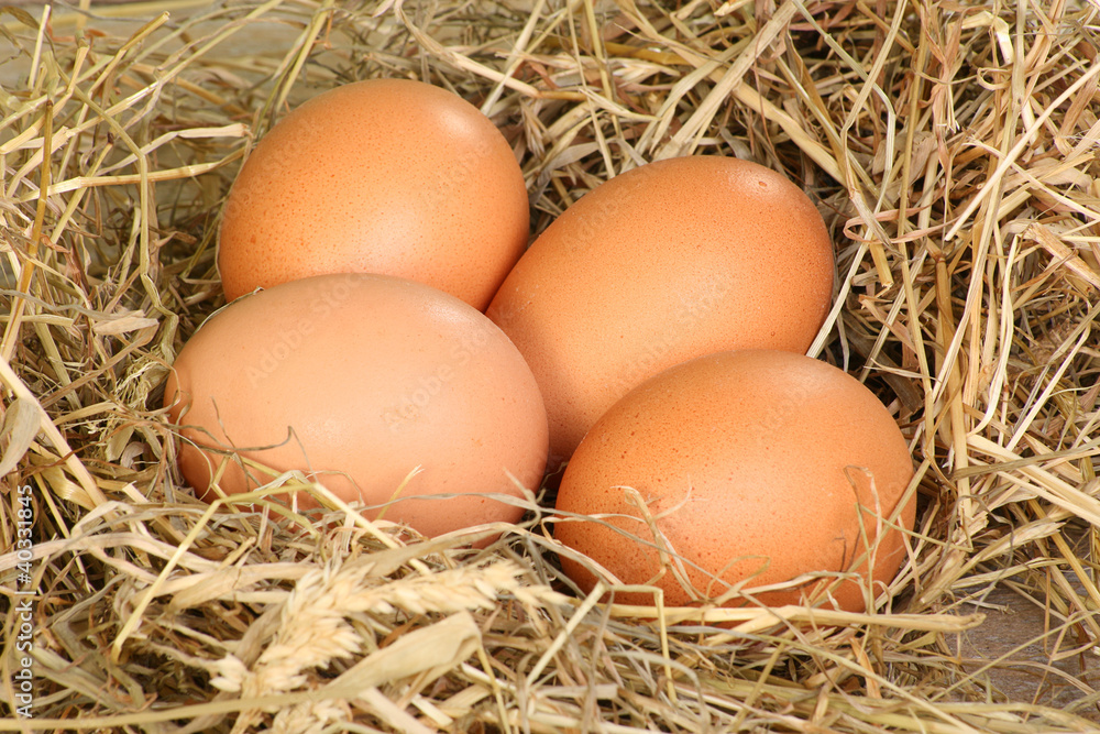 fresh freerange eggs fresh freerange eggs