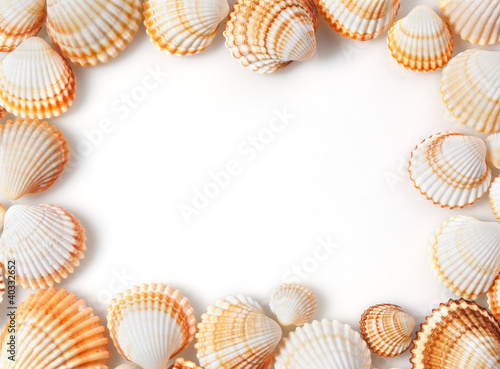 frame for your photo. shells on white background