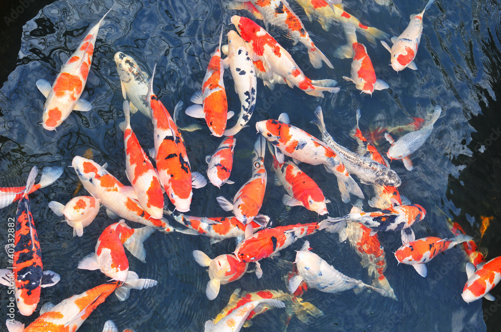Fototapeta premium Fish