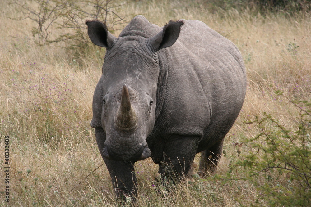 Obraz premium White Rhino, Botswana, Africa, Safari
