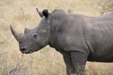 White Rhino, Botswana, Africa, Safari