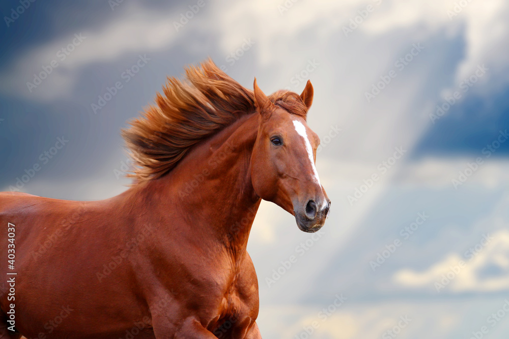 chestnut horse