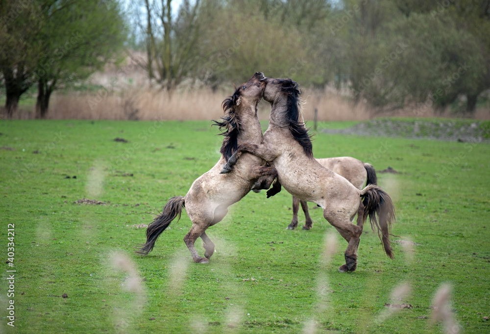 Fototapeta premium Wild horses in spring