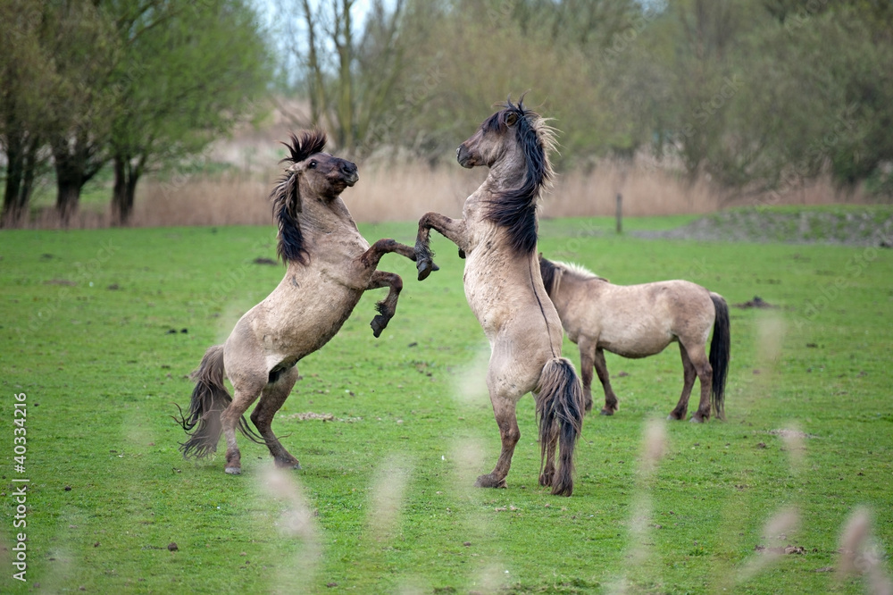 Wild horses in spring Wild horses in spring