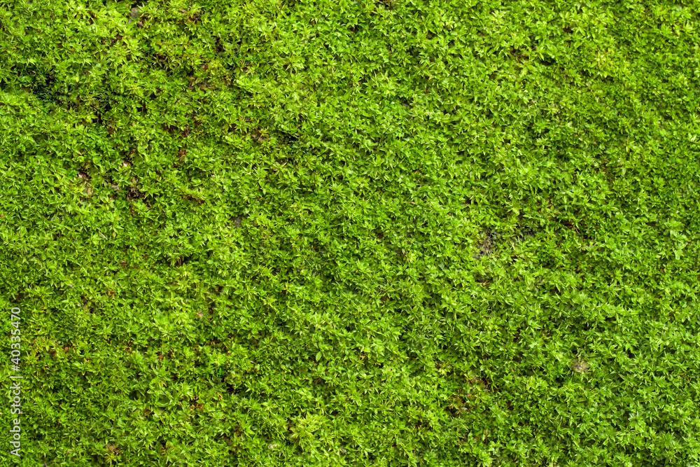 Green lichen Green lichen
