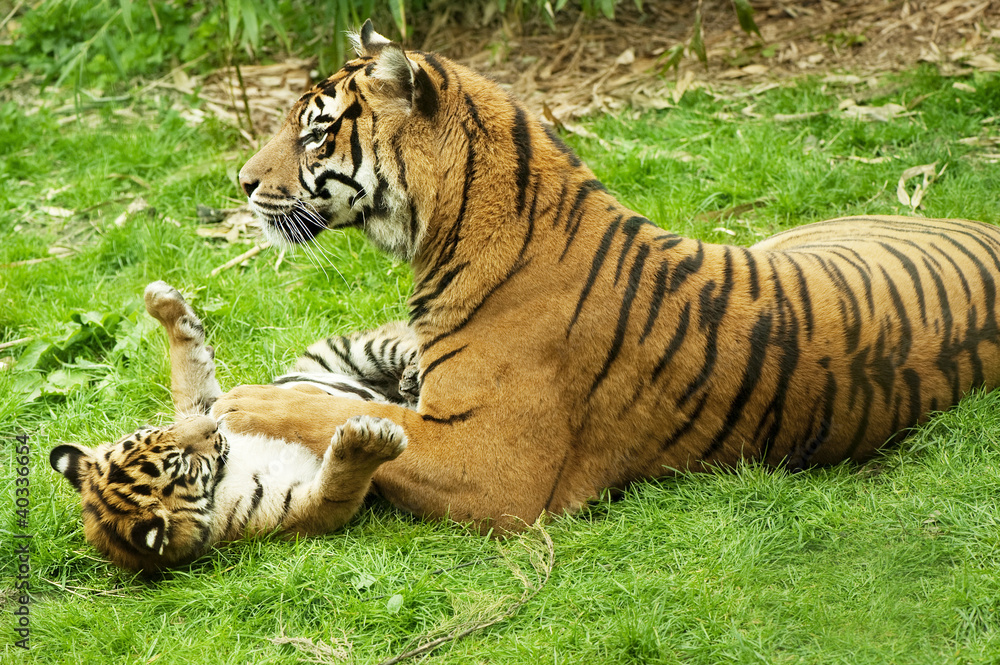 Naklejka premium Tiger and her cub