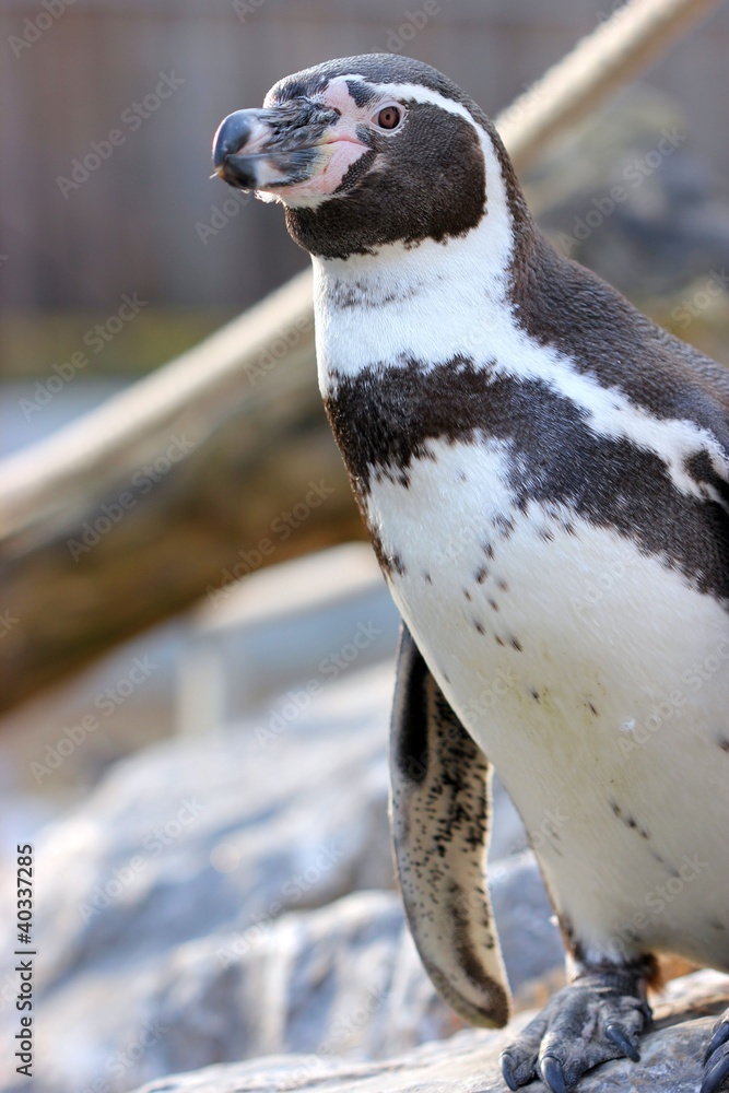 Naklejka premium Humboldtpinguin