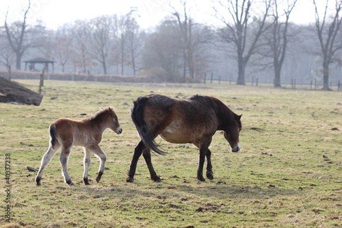 Exmoorponystute mit neugeborenem Fohlen