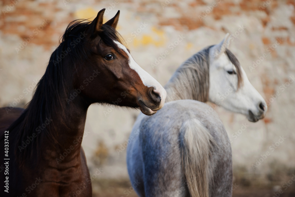 Fototapeta premium Colts