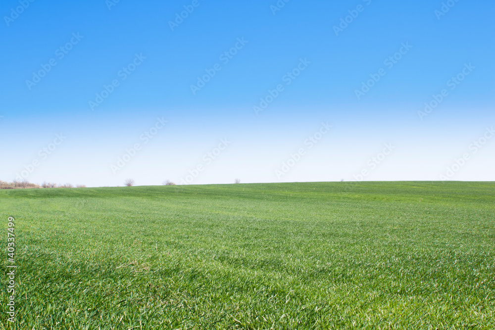 Obraz premium Unripe wheat field