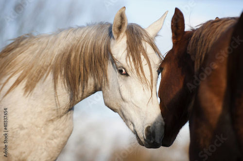 Horses in meadow