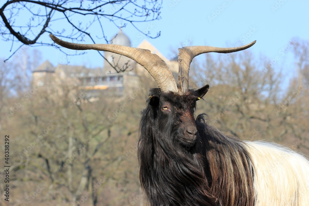 Walliser Schwarzhalsziegenbock StockFoto Adobe Stock