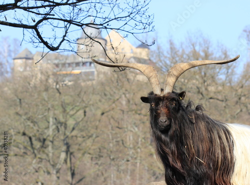 Walliser Schwarzhalsziegenbock  photo