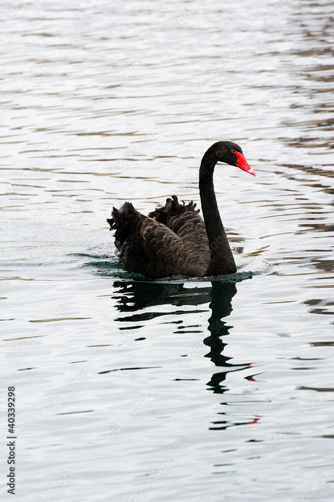 Obraz premium Black Swan