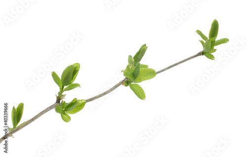 branch with green leaves isolated on white