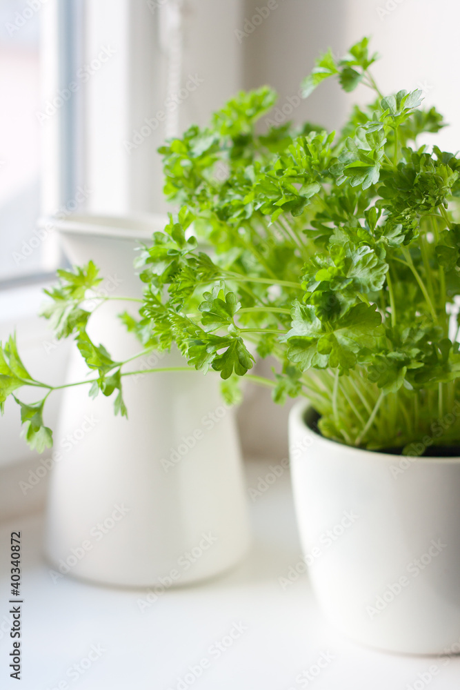 Fototapeta premium Green parsley (Petroselinum hortense) in a pot