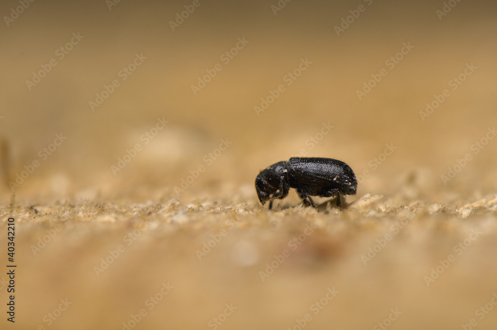 Tomicus piniperda