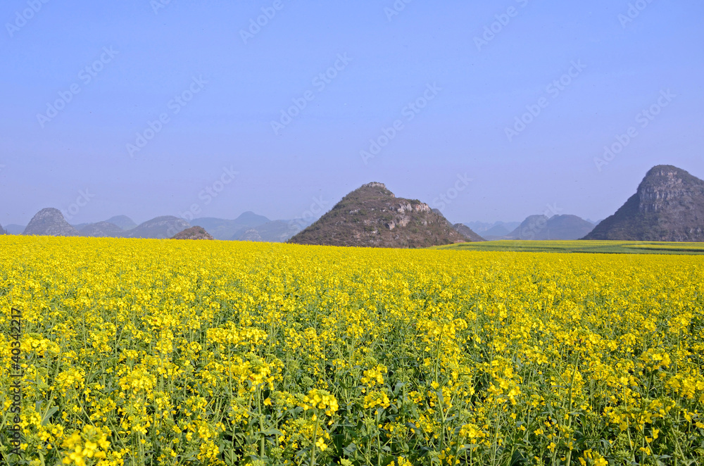 Field mustard in Yunnan province,China